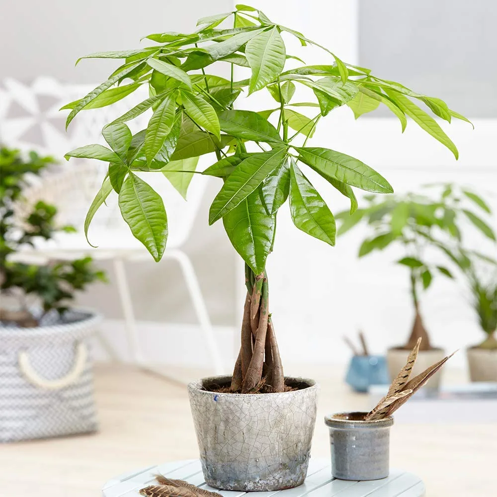 cay kim ngan Pachira Money Tree Pachira aquatica