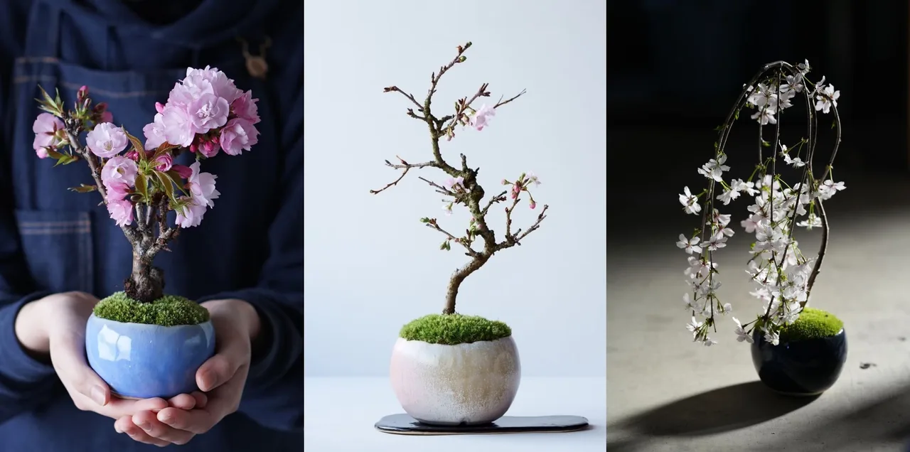 asahiyama sakura bonsai