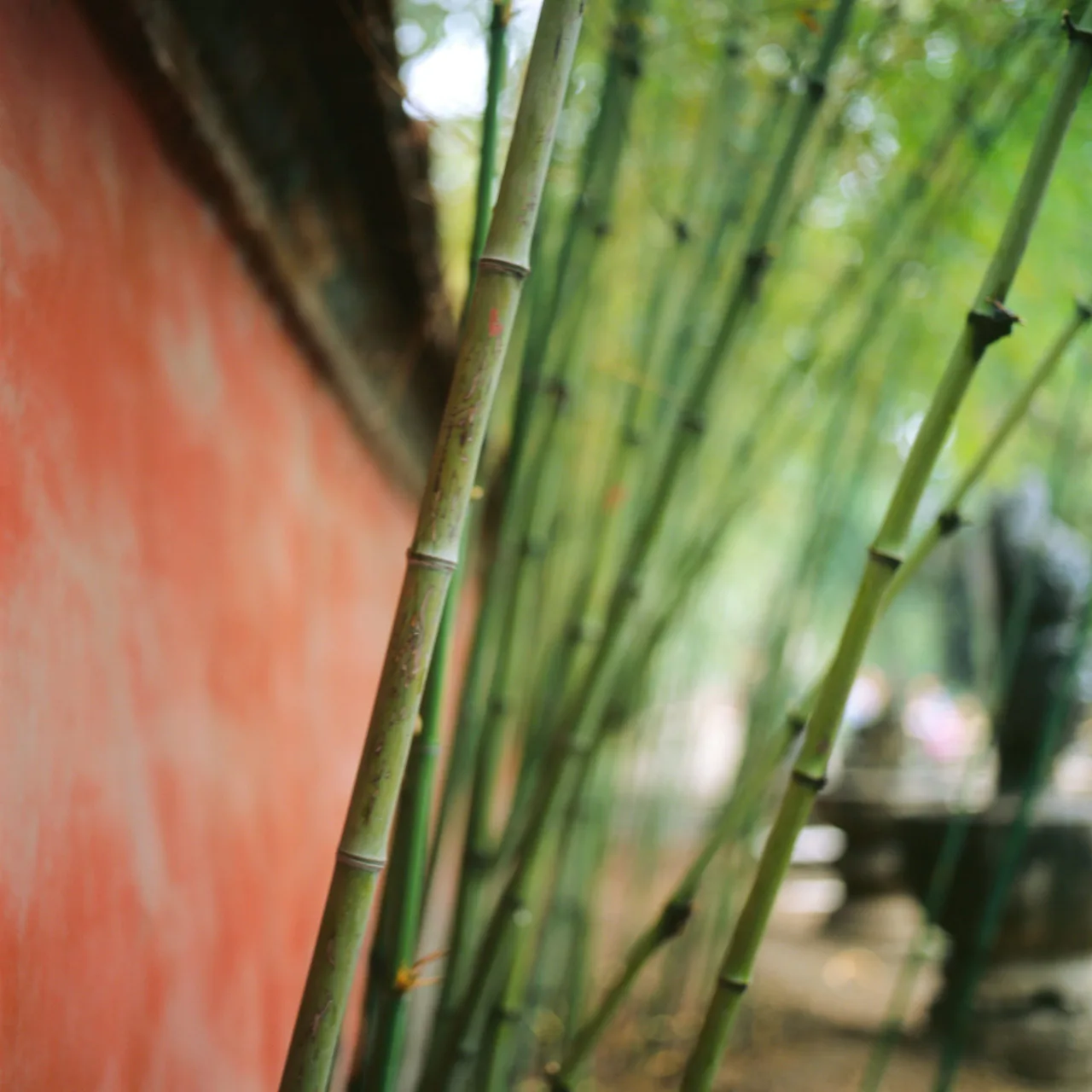 cay truc xanh bamboo