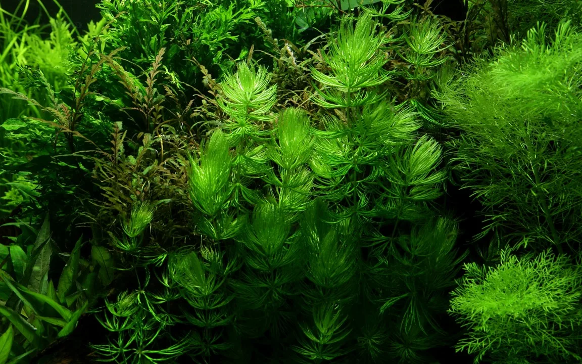 cay thuy sinh aquarium plant rong duoi chon Ceratophyllum demersum