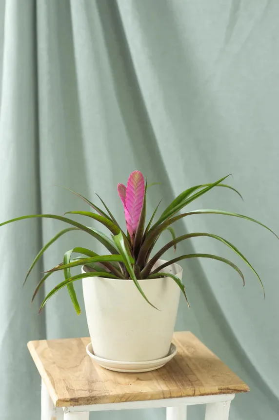 chau cay mini bonsai Begonia Tillandsia cyanea Peperomia Caperata Dracaena Sansevieria