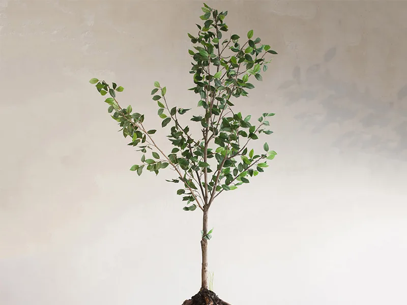 Những ngôi mộ mang giá trị "bền vững"