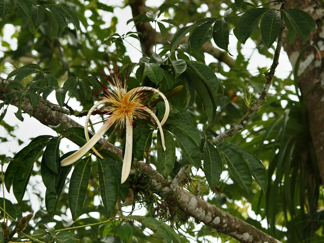 Pachira Money Tree Pachira aquatica
