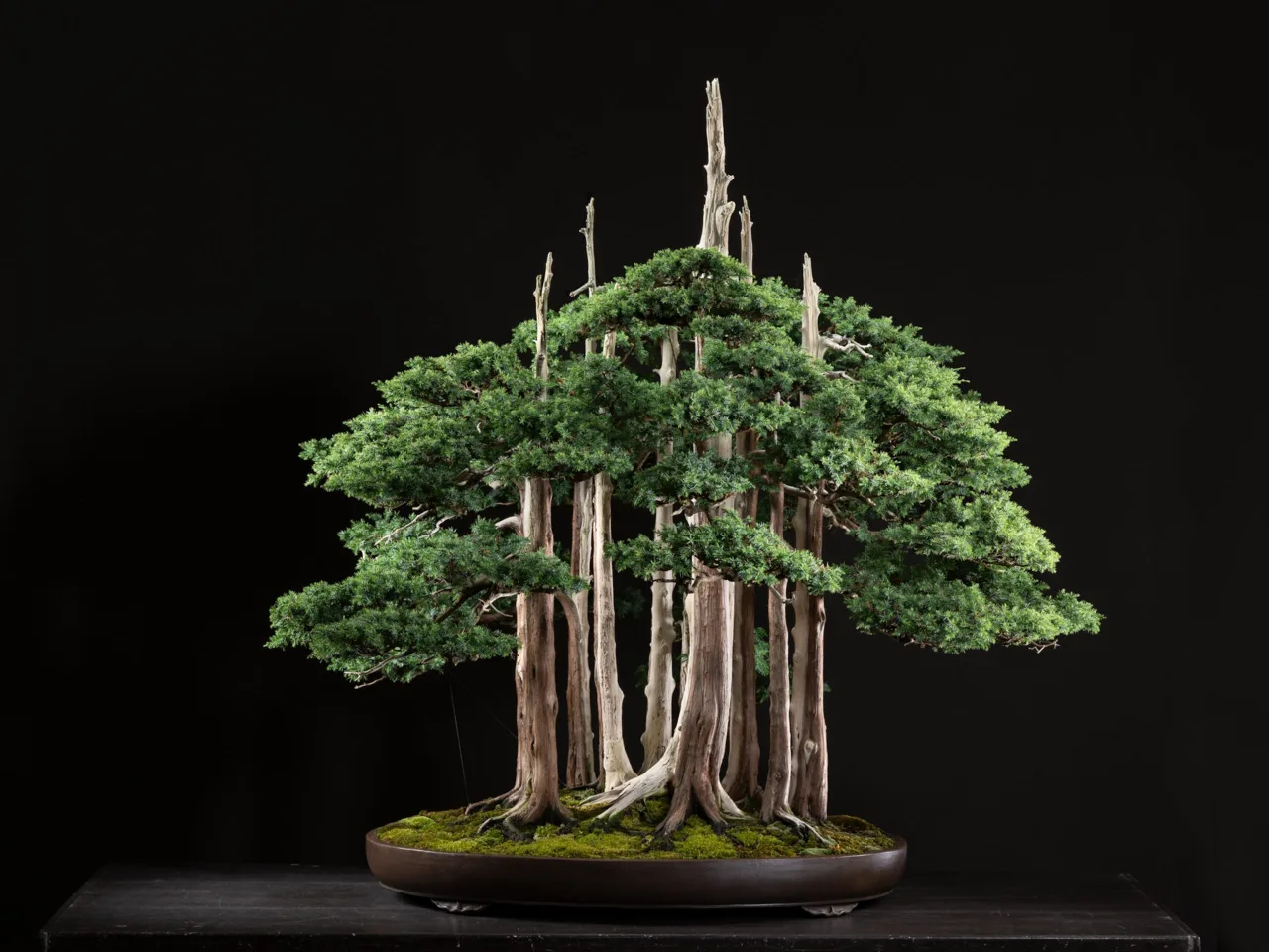 Goshin John Y. Naka bonsai nghe thuat