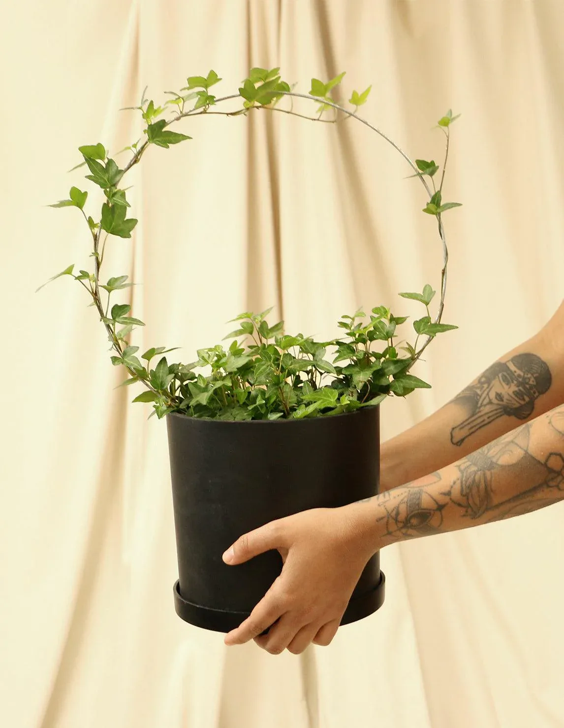 cay thuong xuan english ivy