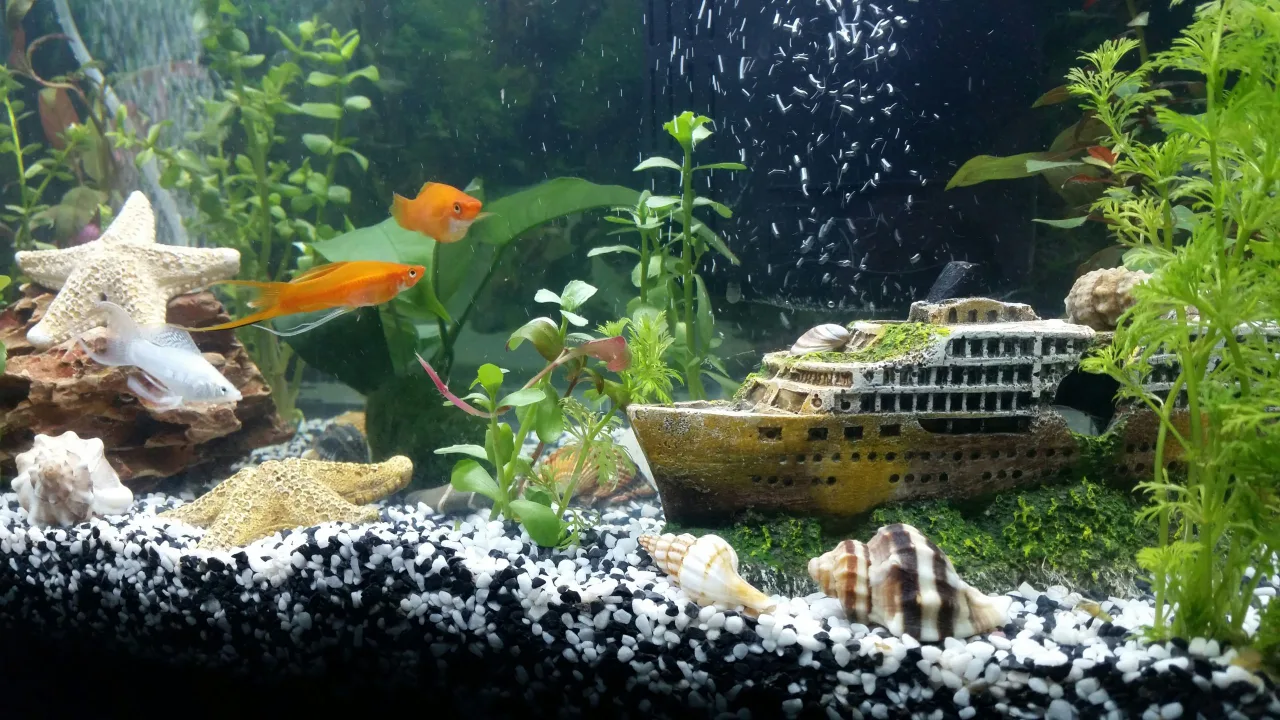 fish tank ca canh