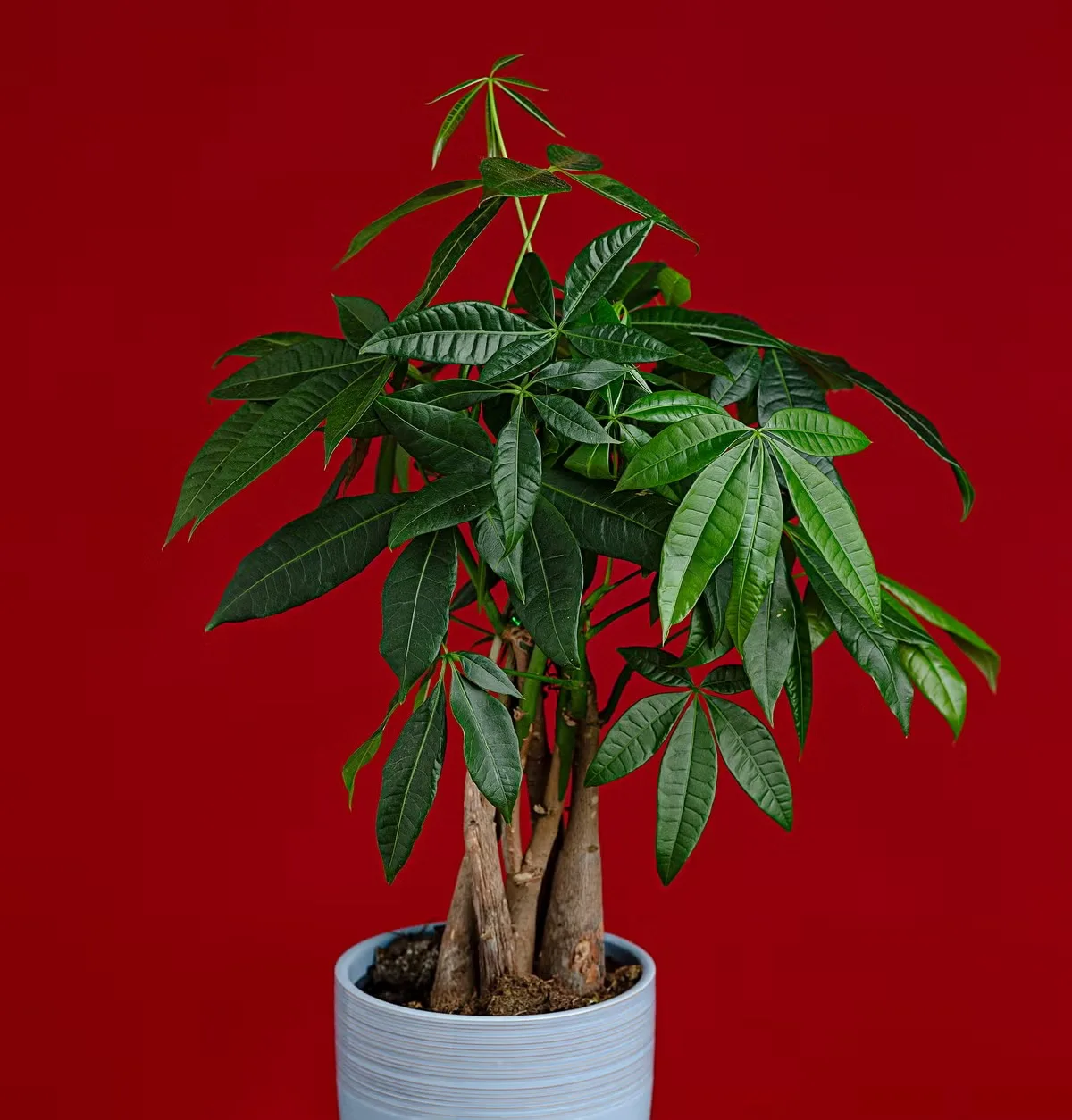 Pachira Money Tree Pachira aquatica