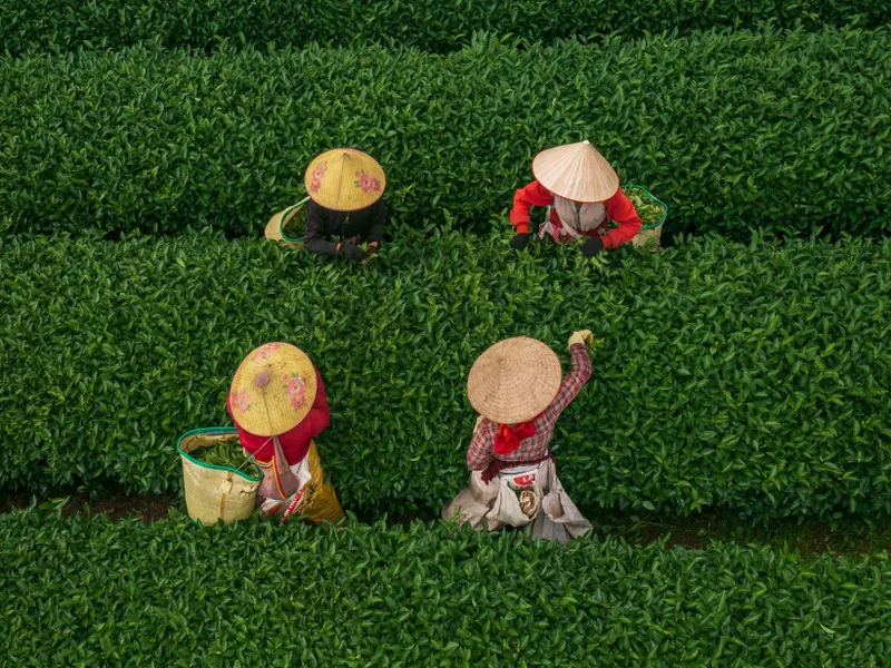 Mộc Châu–Vùng đất của những lá trà nhất phẩm