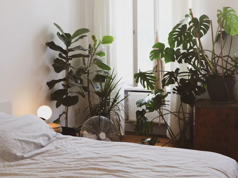 Cây trồng trong nhà: Một góc xanh cho giấc ngủ