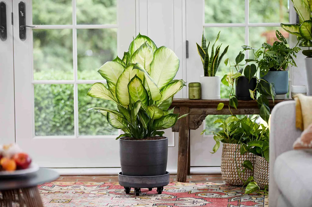 Dieffenbachia van nien thanh phong ngu
