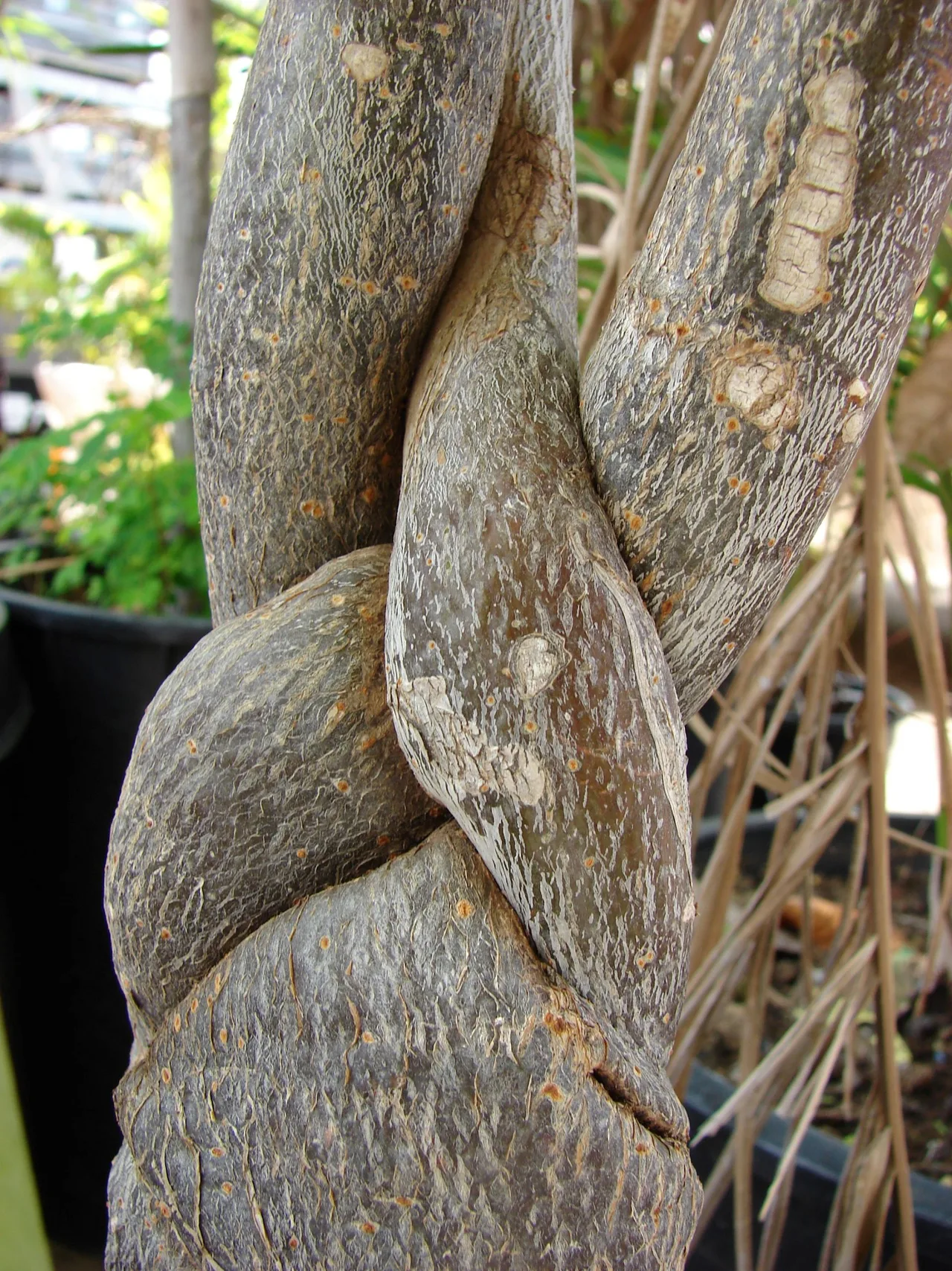 cay kim ngan Pachira Money Tree Pachira aquatica