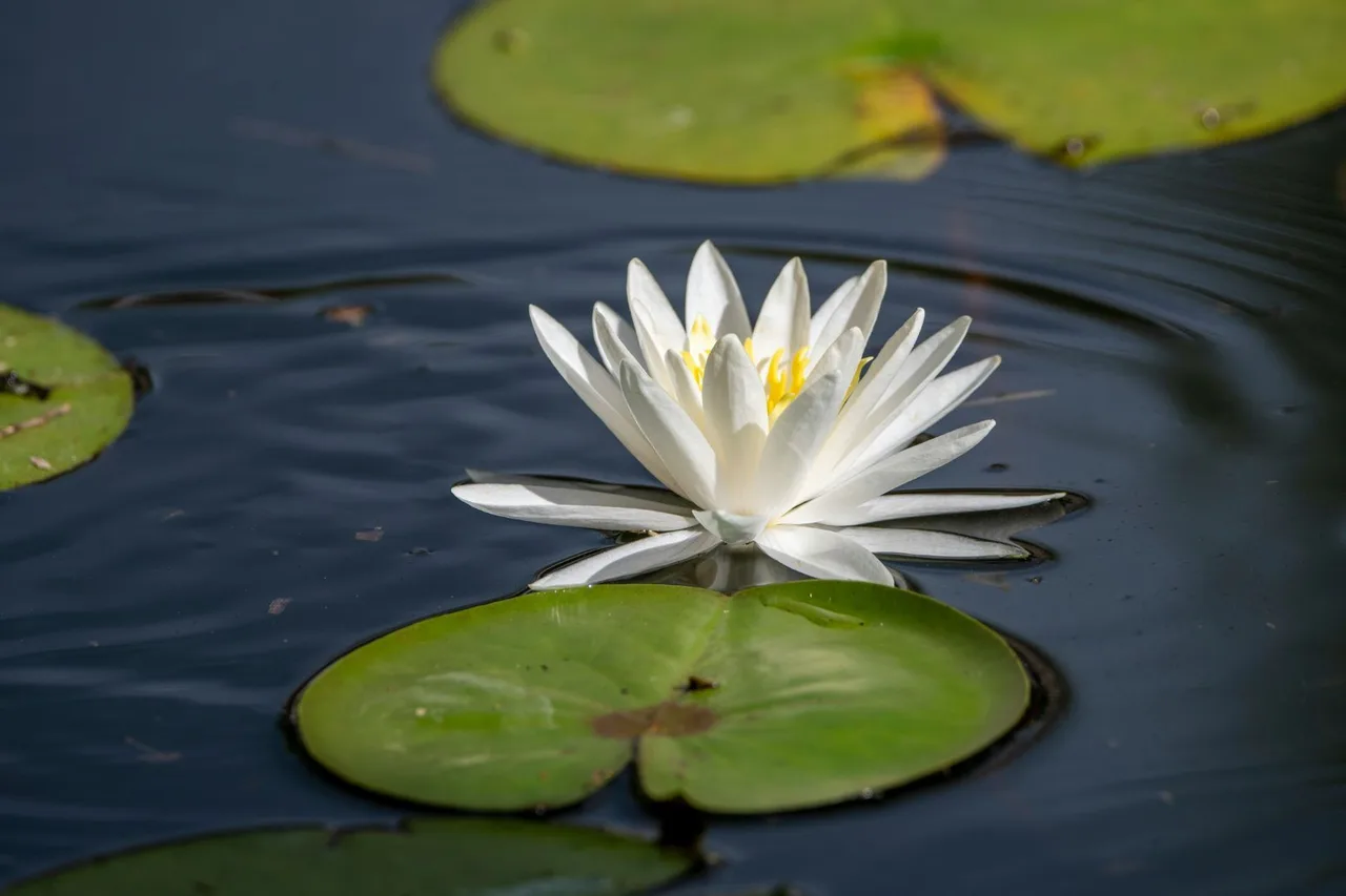 aquatic plants