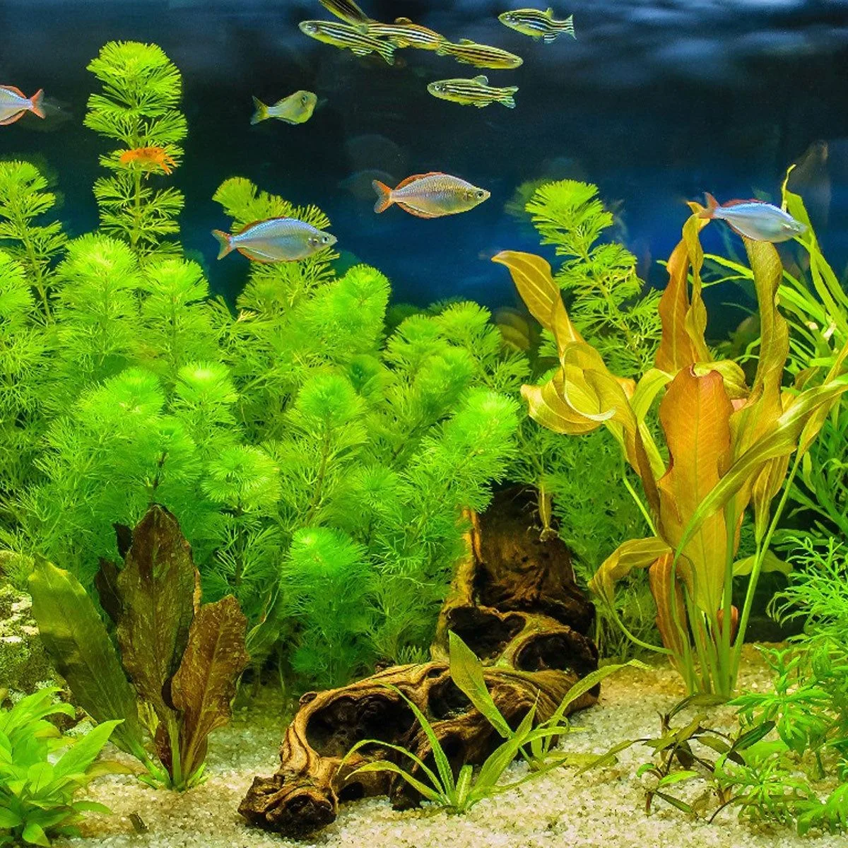 cay thuy sinh aquatic plants