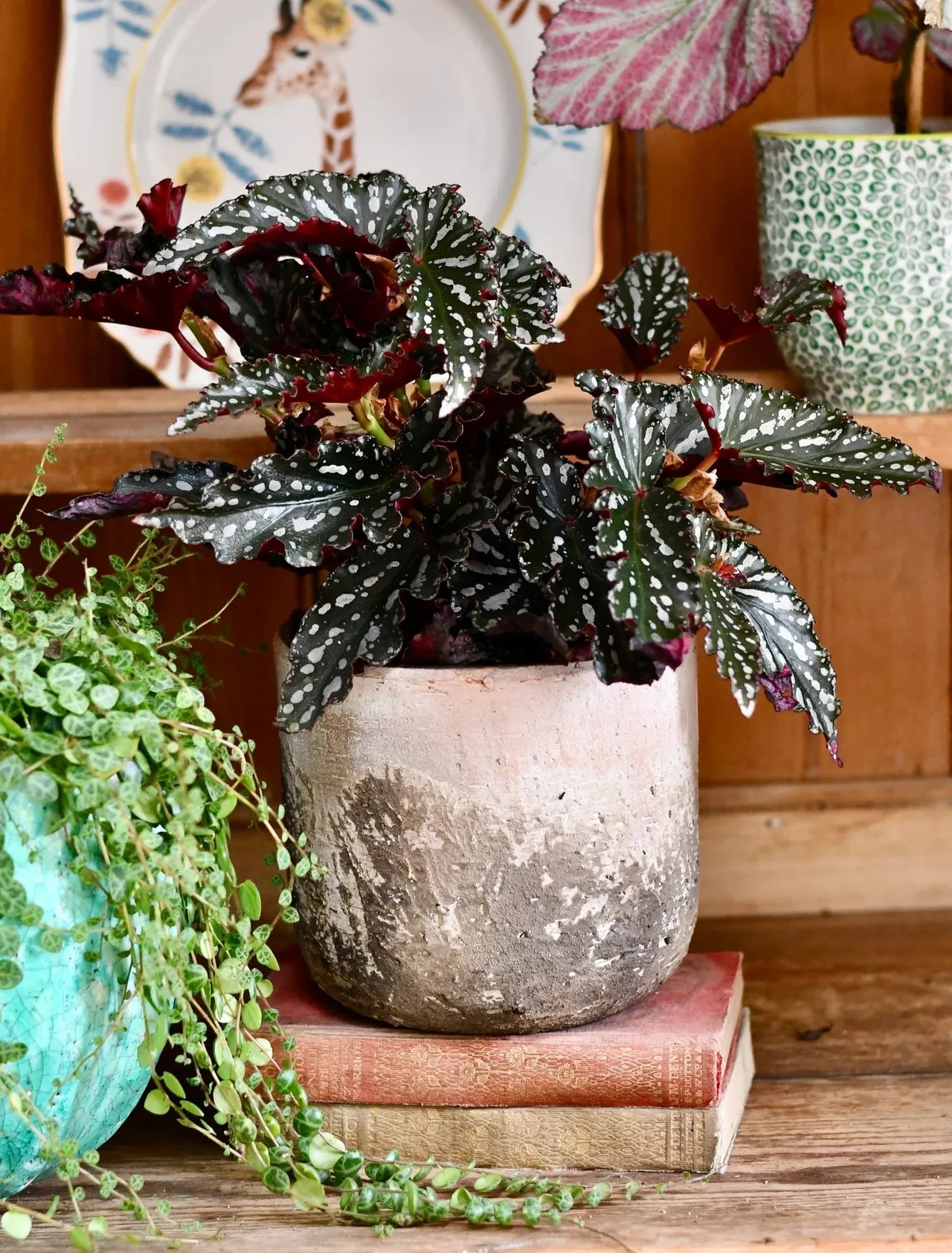 cay mini Begonia Maculata