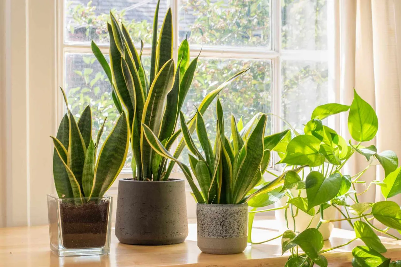 cay nhiet doi tropical plant luoi ho Snake plant