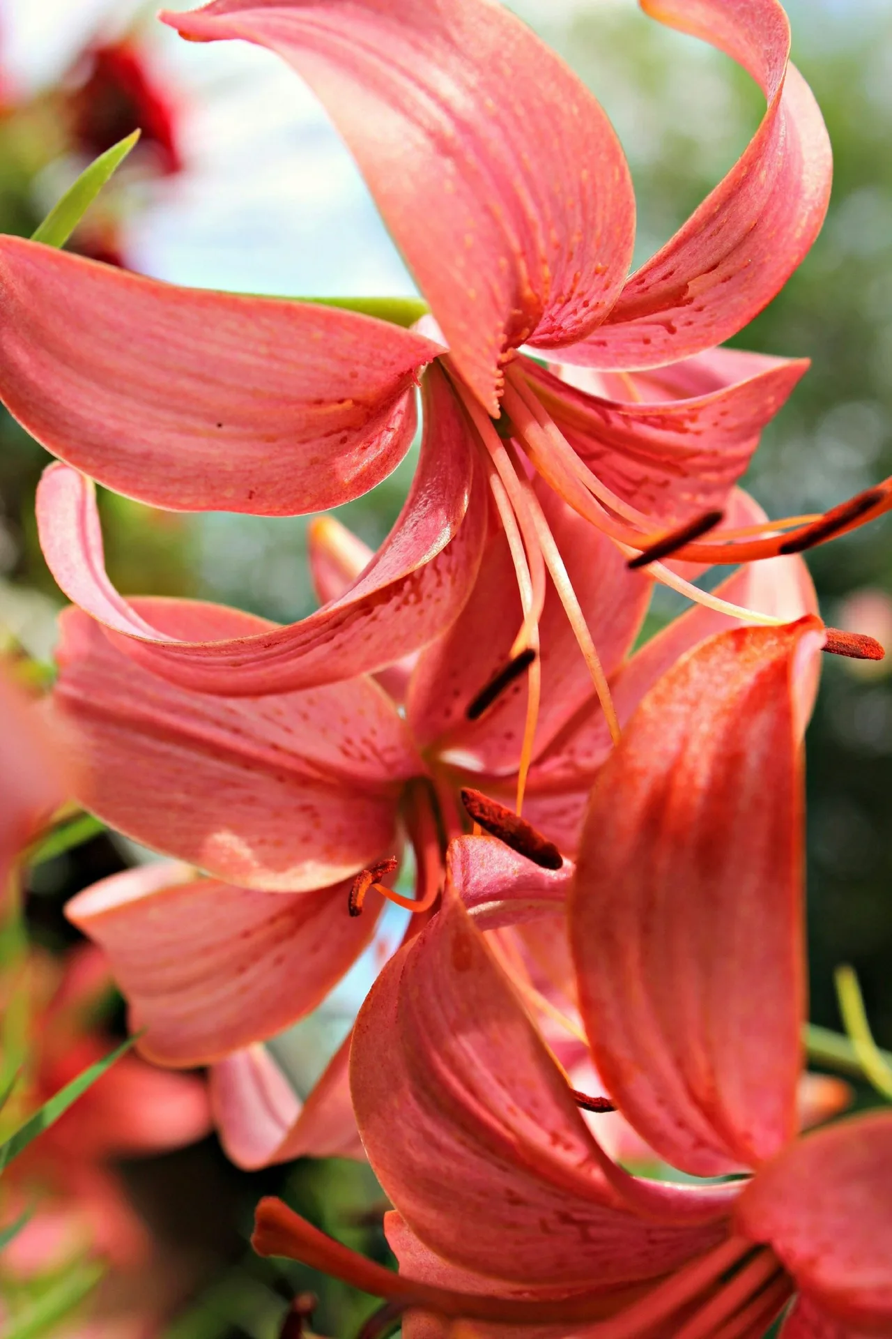 hoa ly lily