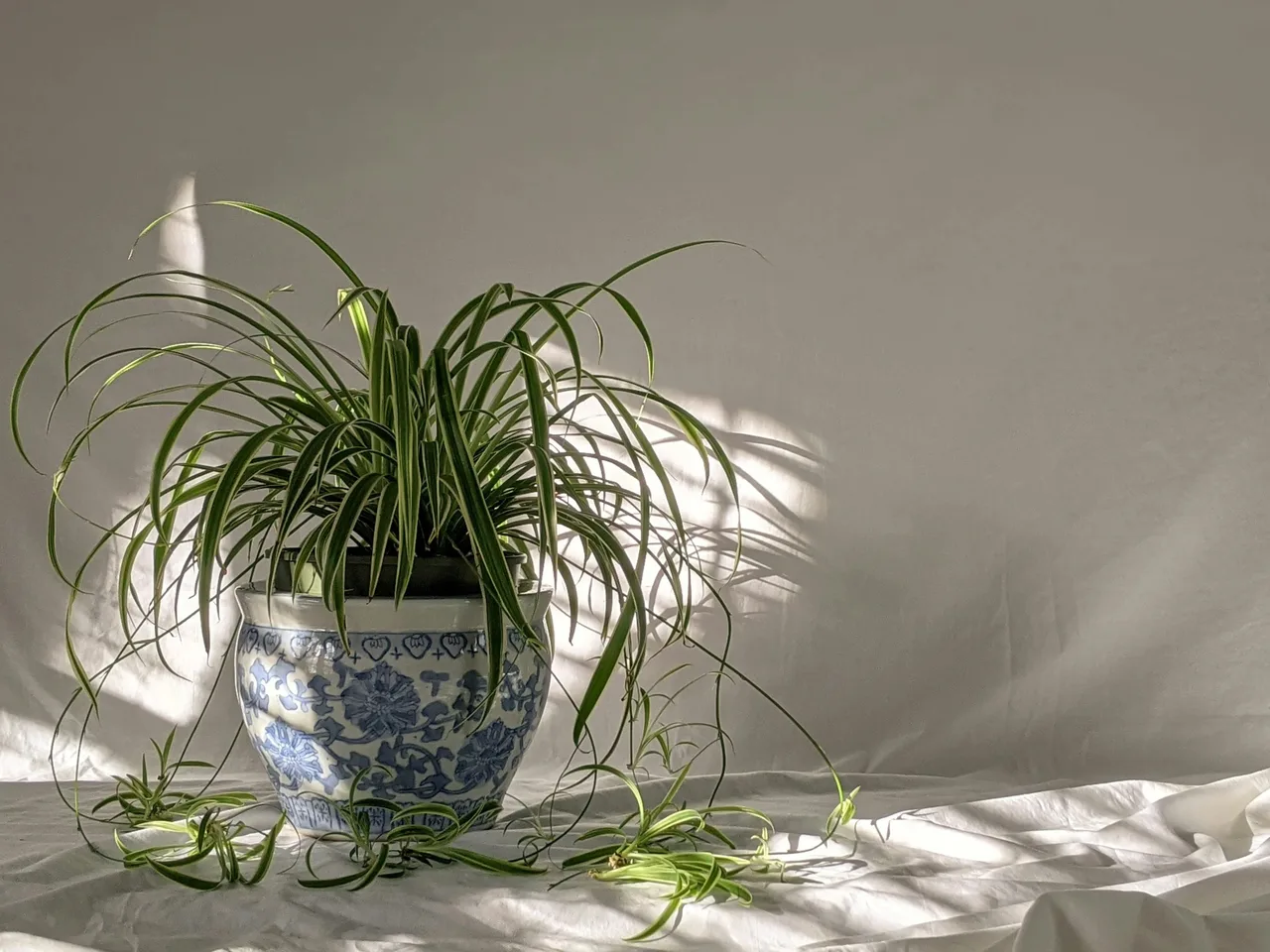day nhen spider plant noi that phong ngu