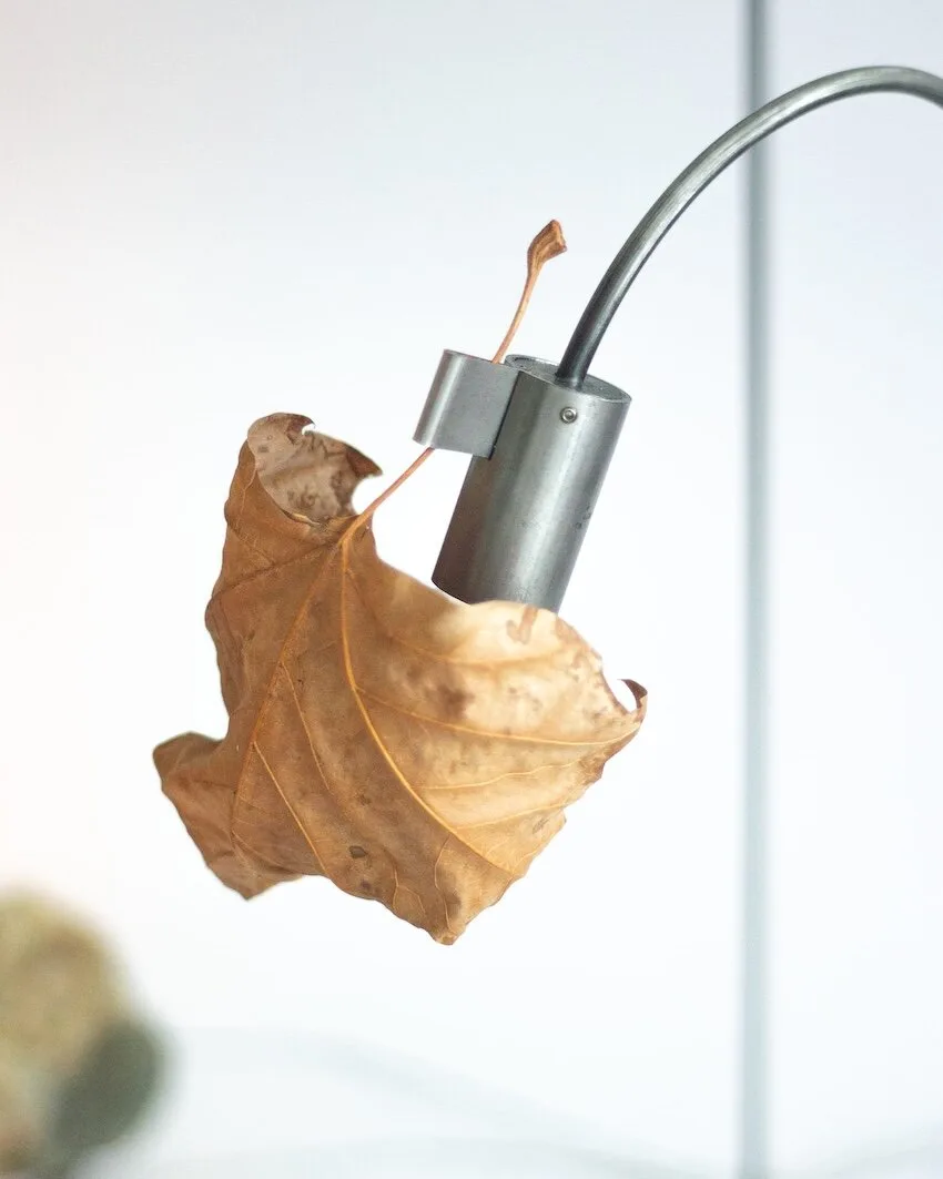 grandpa lamp thomas takada