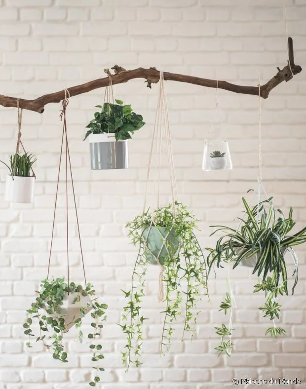 cây cảnh trong nhà-ốc đảo xanh elledecoration vn 2