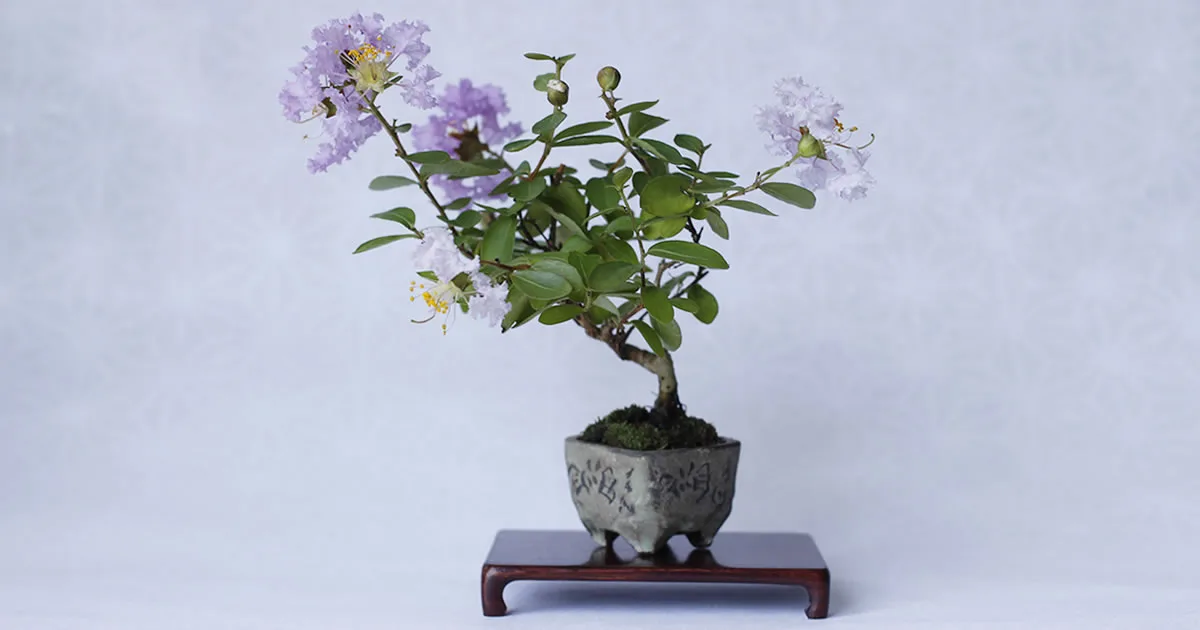 hoa bang lang Lagerstroemia speciosa