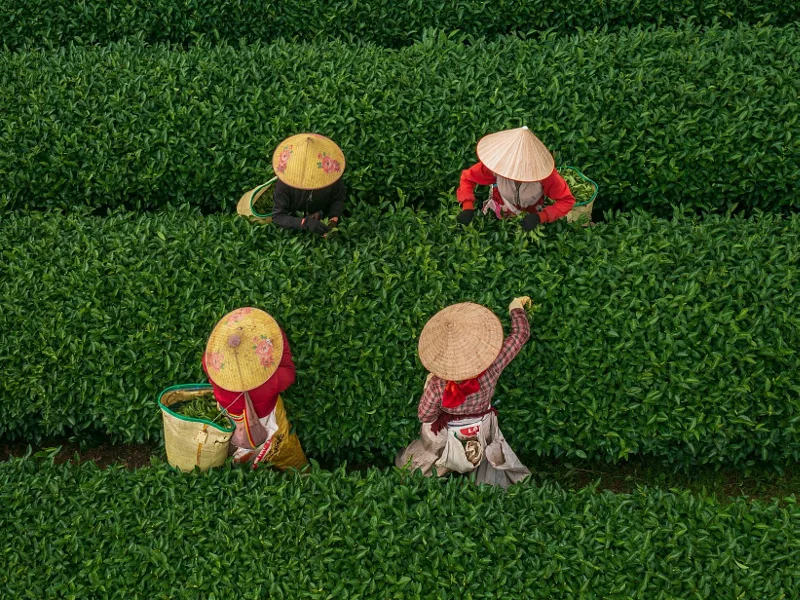 Mộc Châu–Vùng đất của những lá trà nhất phẩm