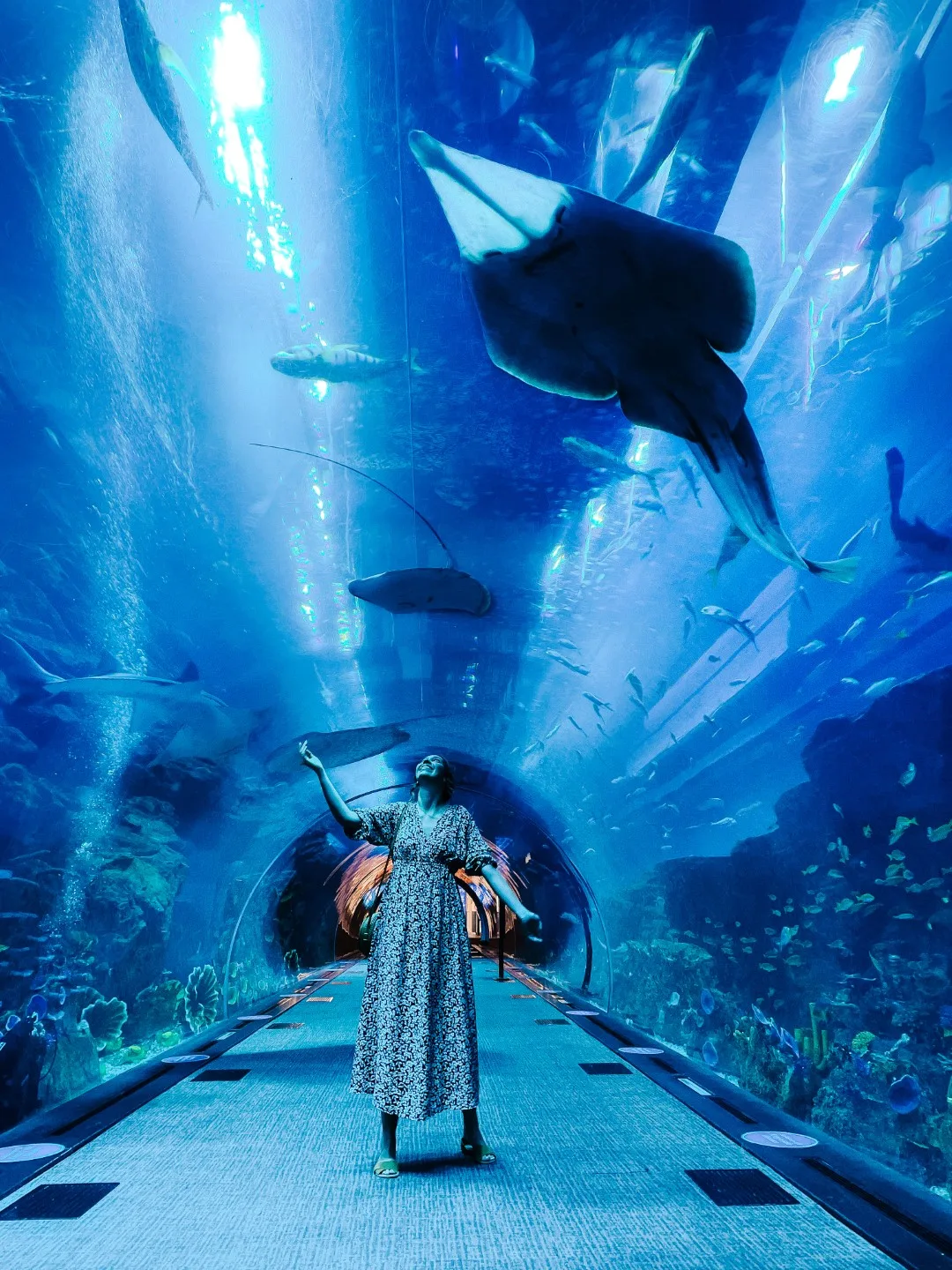 dubai aquarium du lich