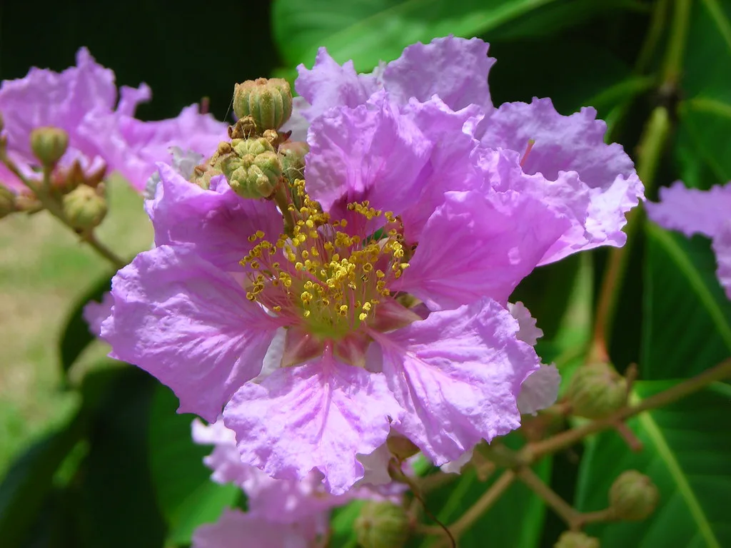 Lagerstroemia speciosa
