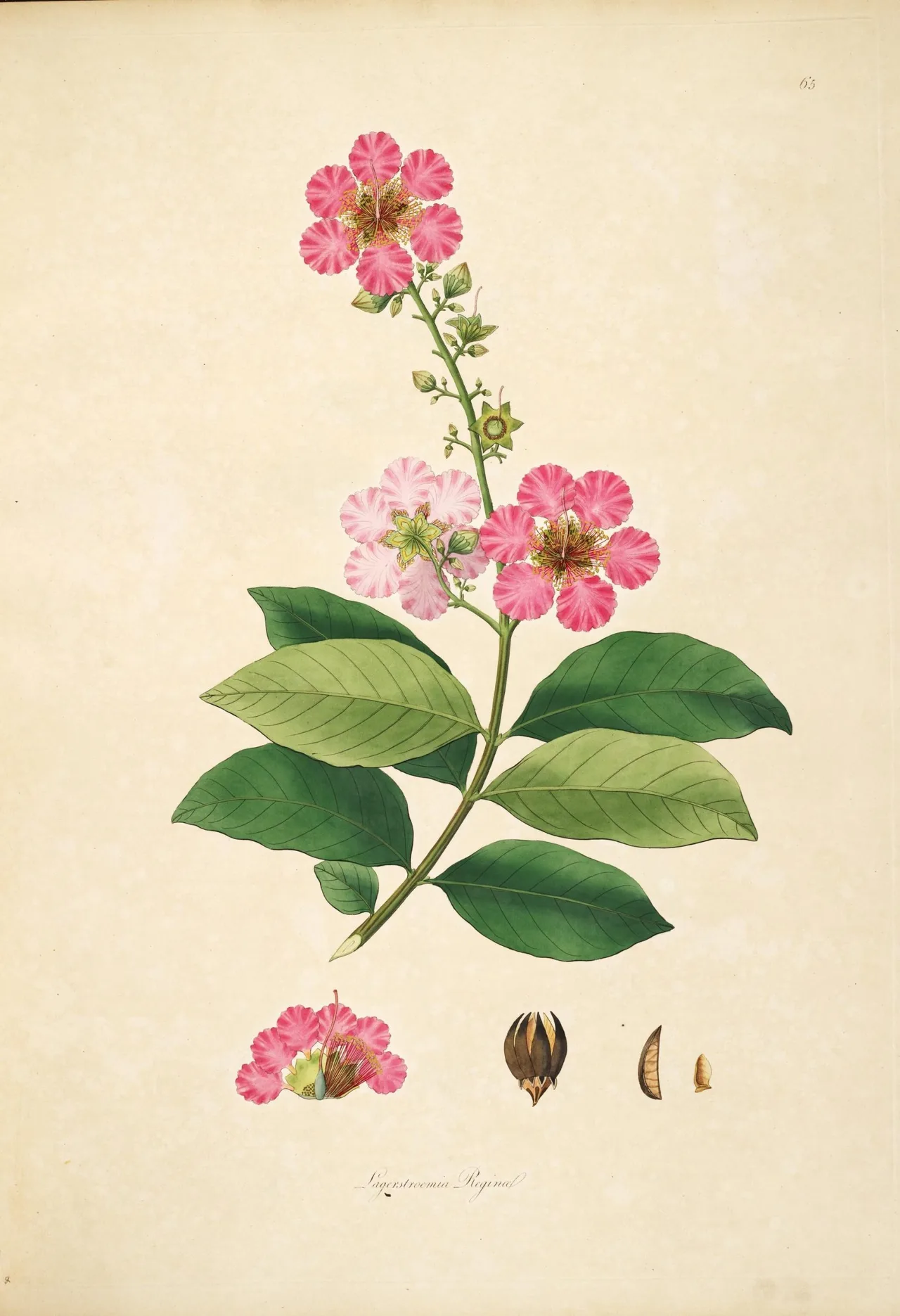 Lagerstroemia speciosa