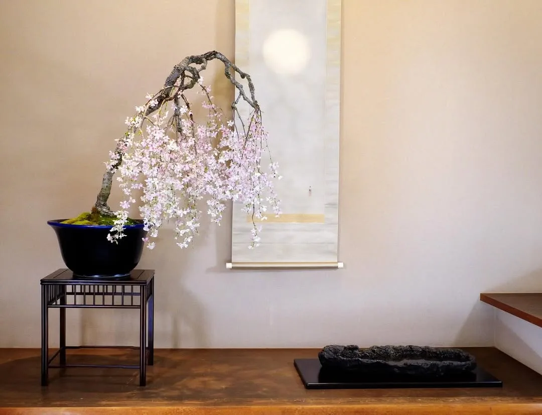 桜 Sakura nhat ban