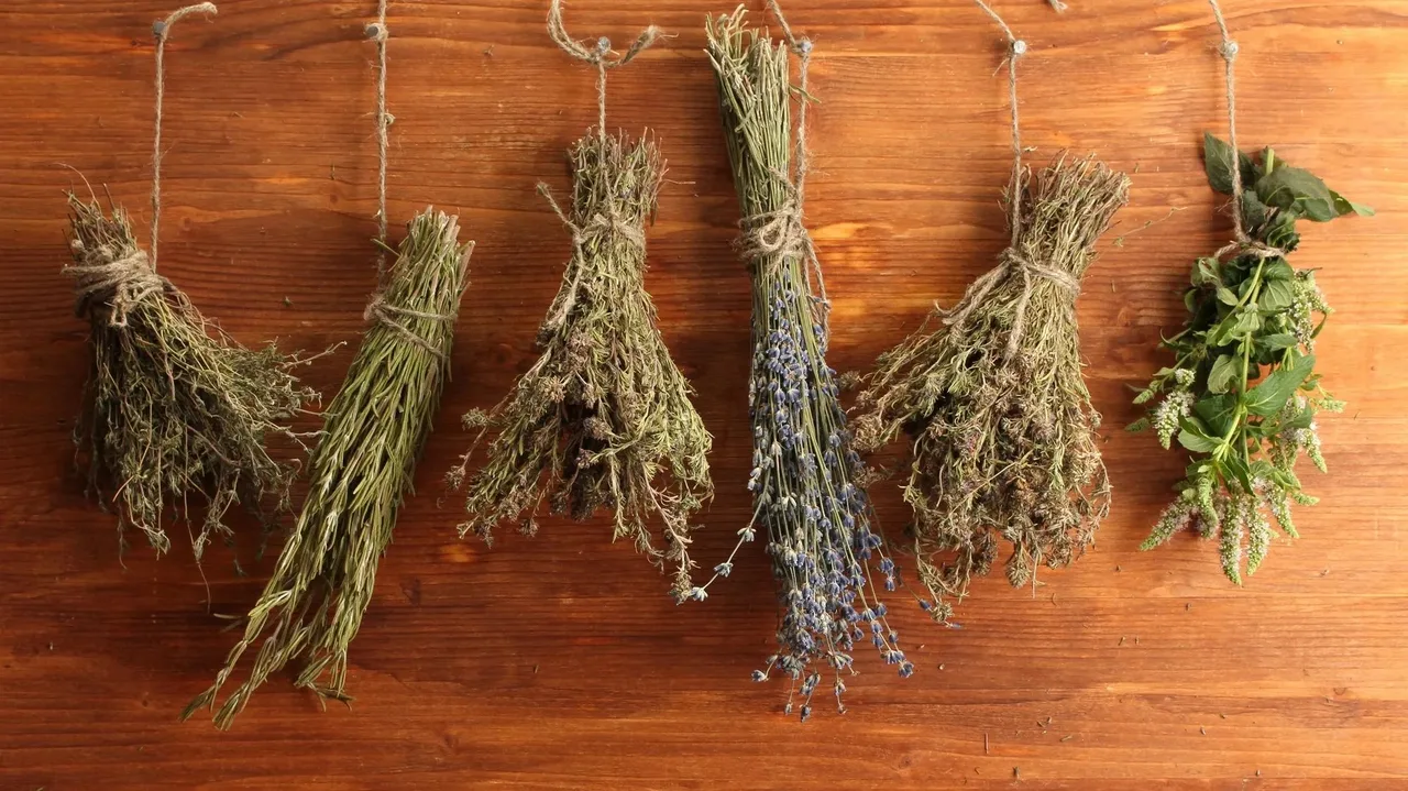 phoi kho bao quan thao moc tuoi fresh herb dry herb