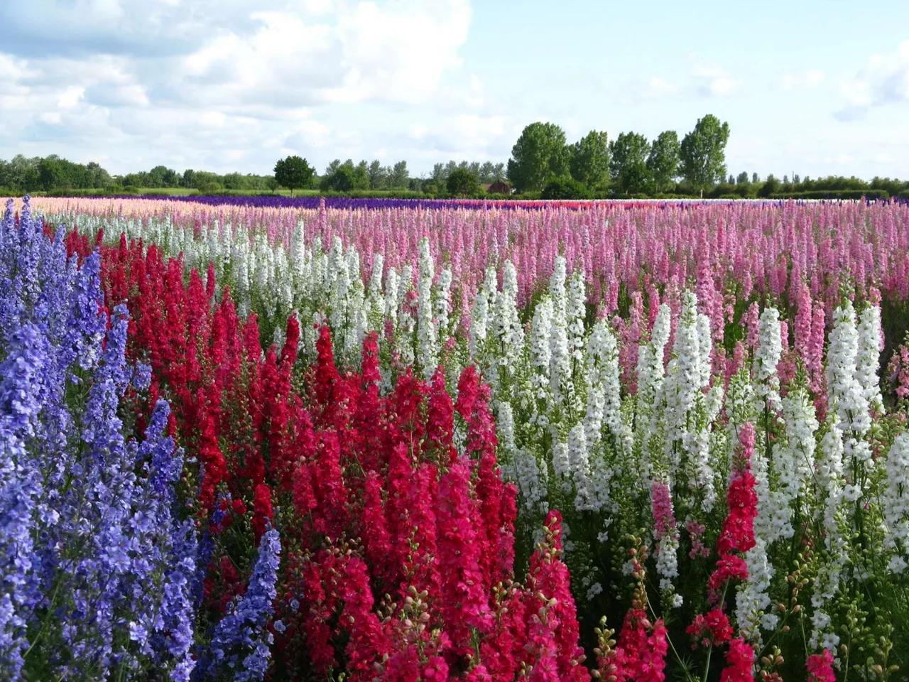hoa phi yen delphinium larkspur