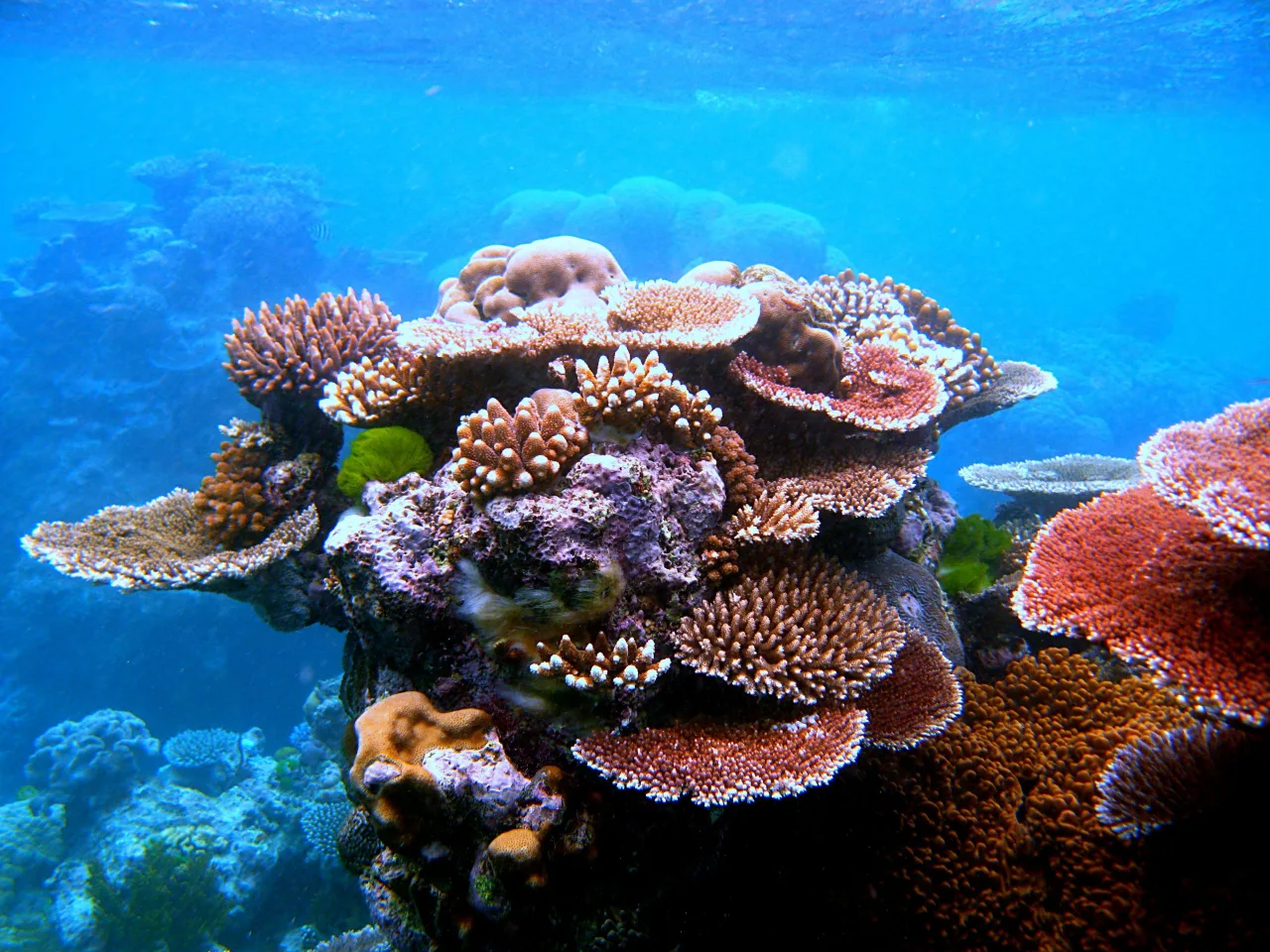 san ho coral reef polyp Great Barrier