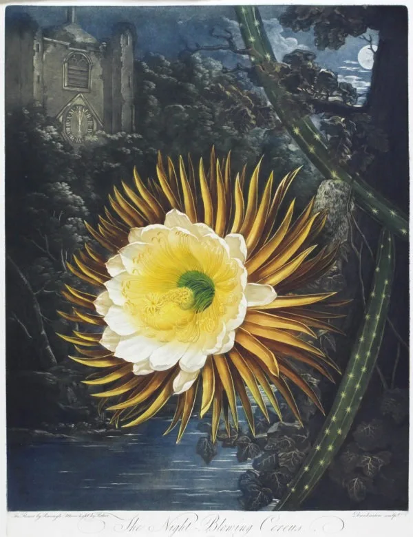 hoa quynh Temple of Nature temple of nature robert john thornton