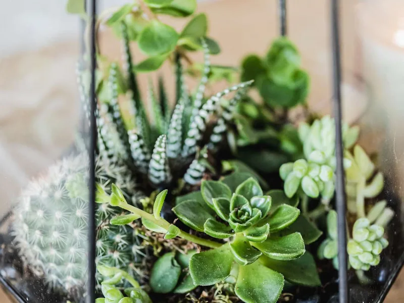 Terrarium sen đá – Khu vườn nhỏ trong lồng kính