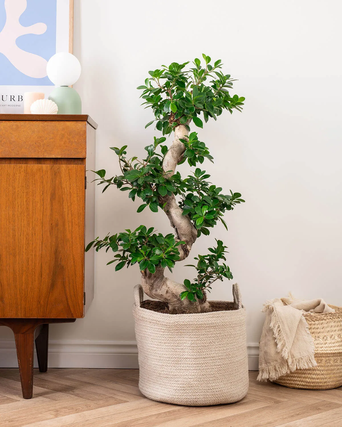 cay da mini bonsai noi that